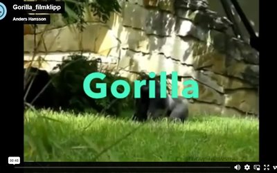 gorilla