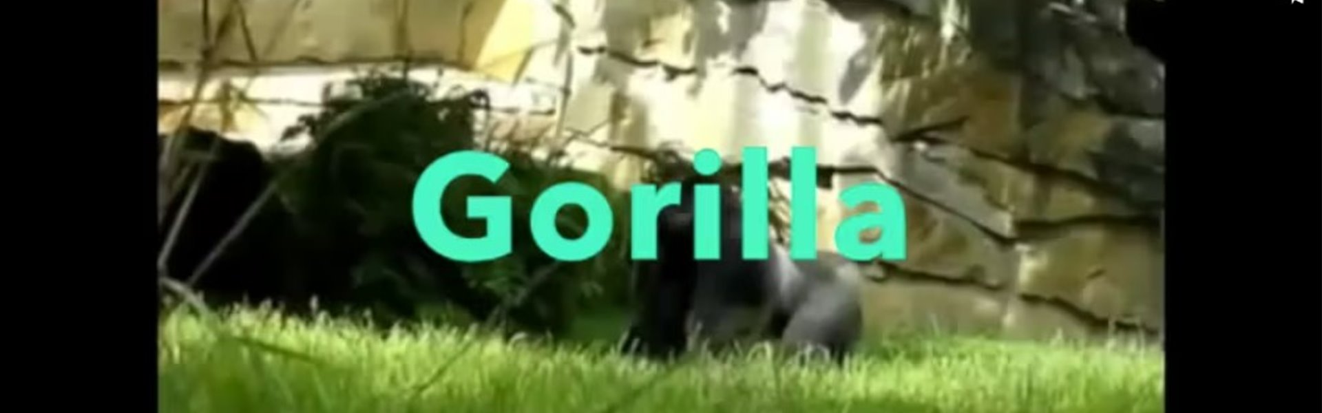 gorilla